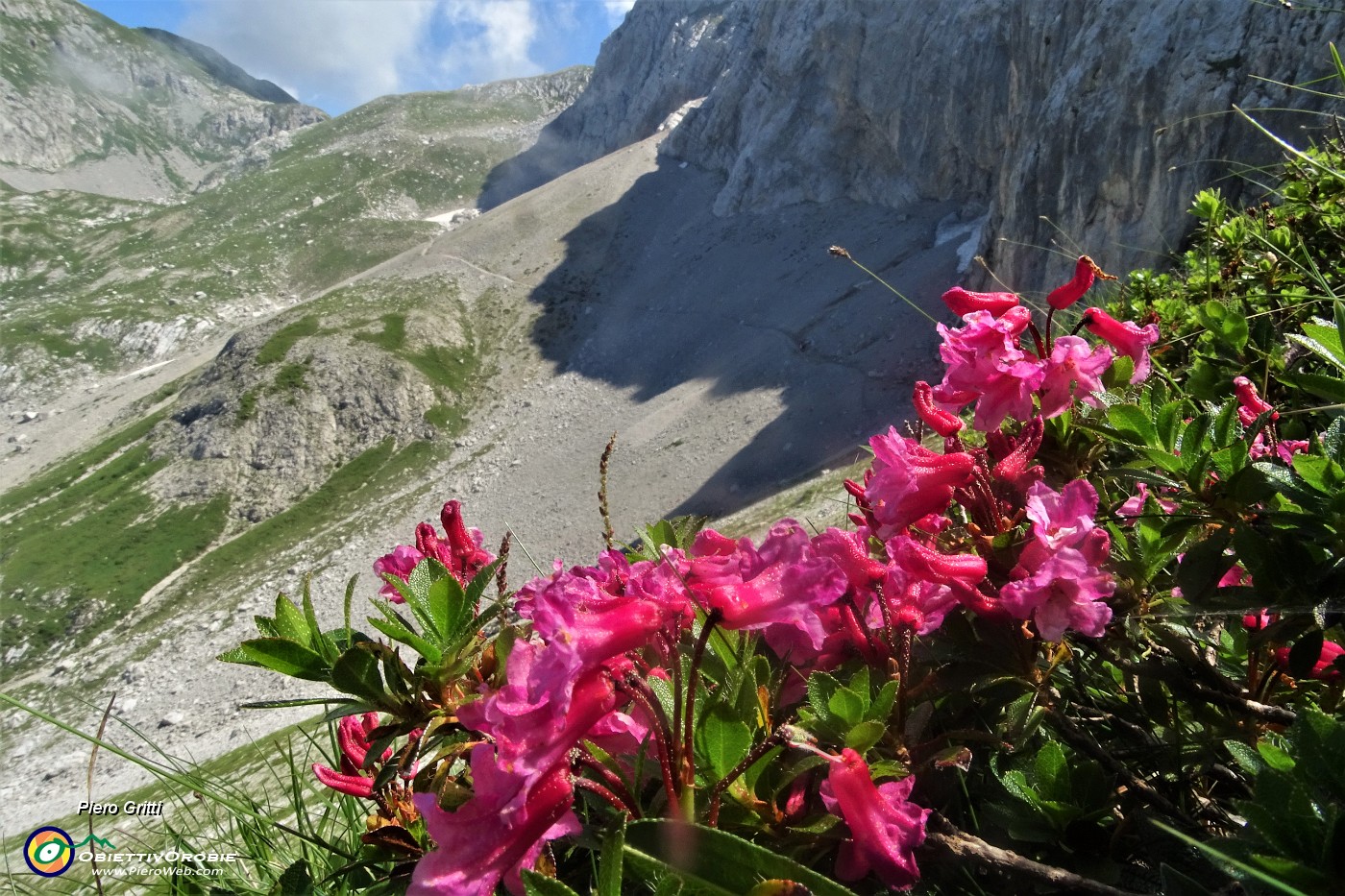 33 Rododendro irsuto (Rhododendron hirsutum) con vista sui ghiaioni del Mandrone.JPG